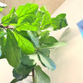 Indlæs billede i gallerivisning, Violinfigen (Ficus lyrata) 320 cm – XXL Second Hand Stueplante i Lys Krukke

