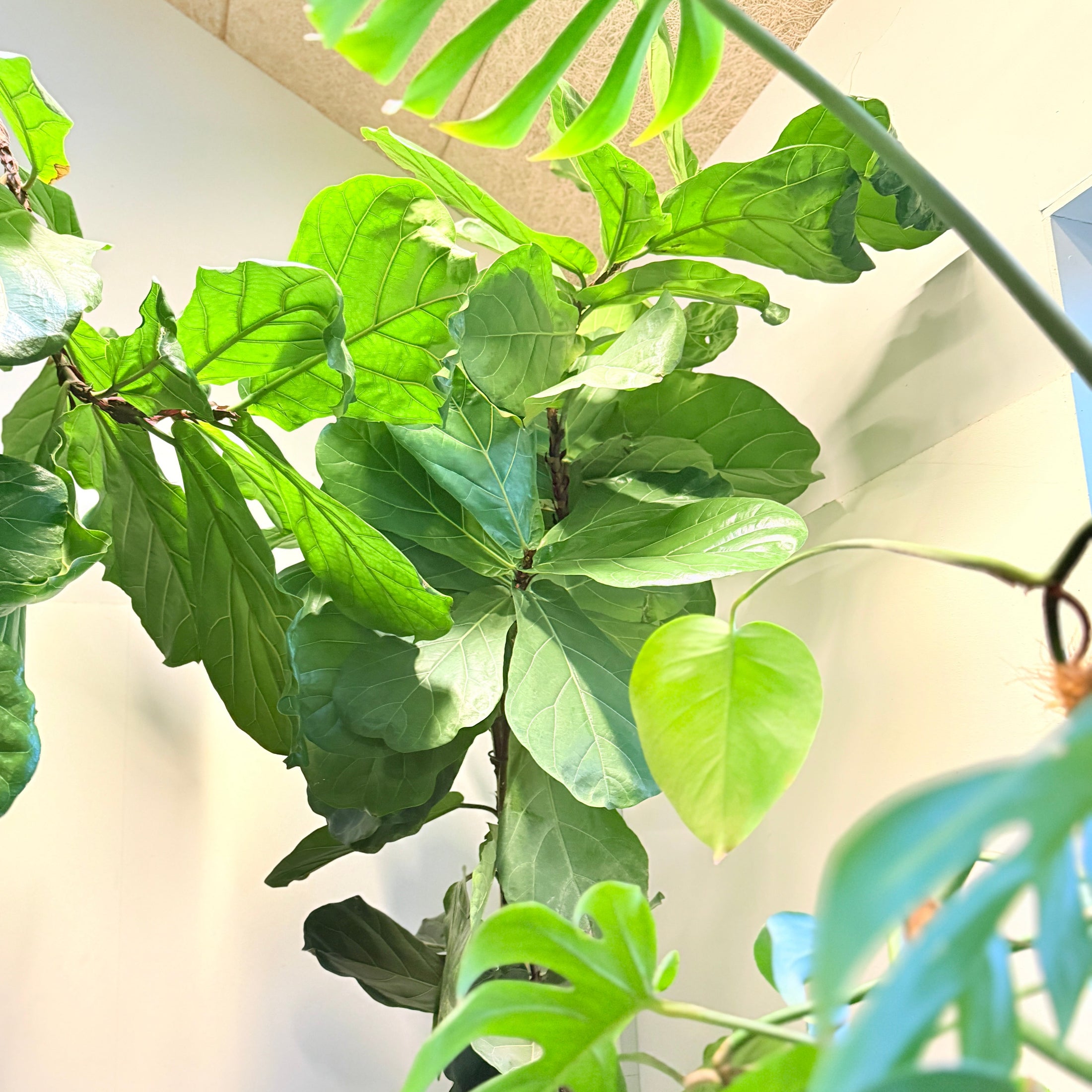 Violinfigen (Ficus lyrata) 320 cm – XXL Second Hand Stueplante i Lys Krukke