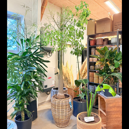 Australsk Kærlighedstræ (Dodonaea viscosa) 250 cm – XL Second Hand Stueplante i Fletkurv