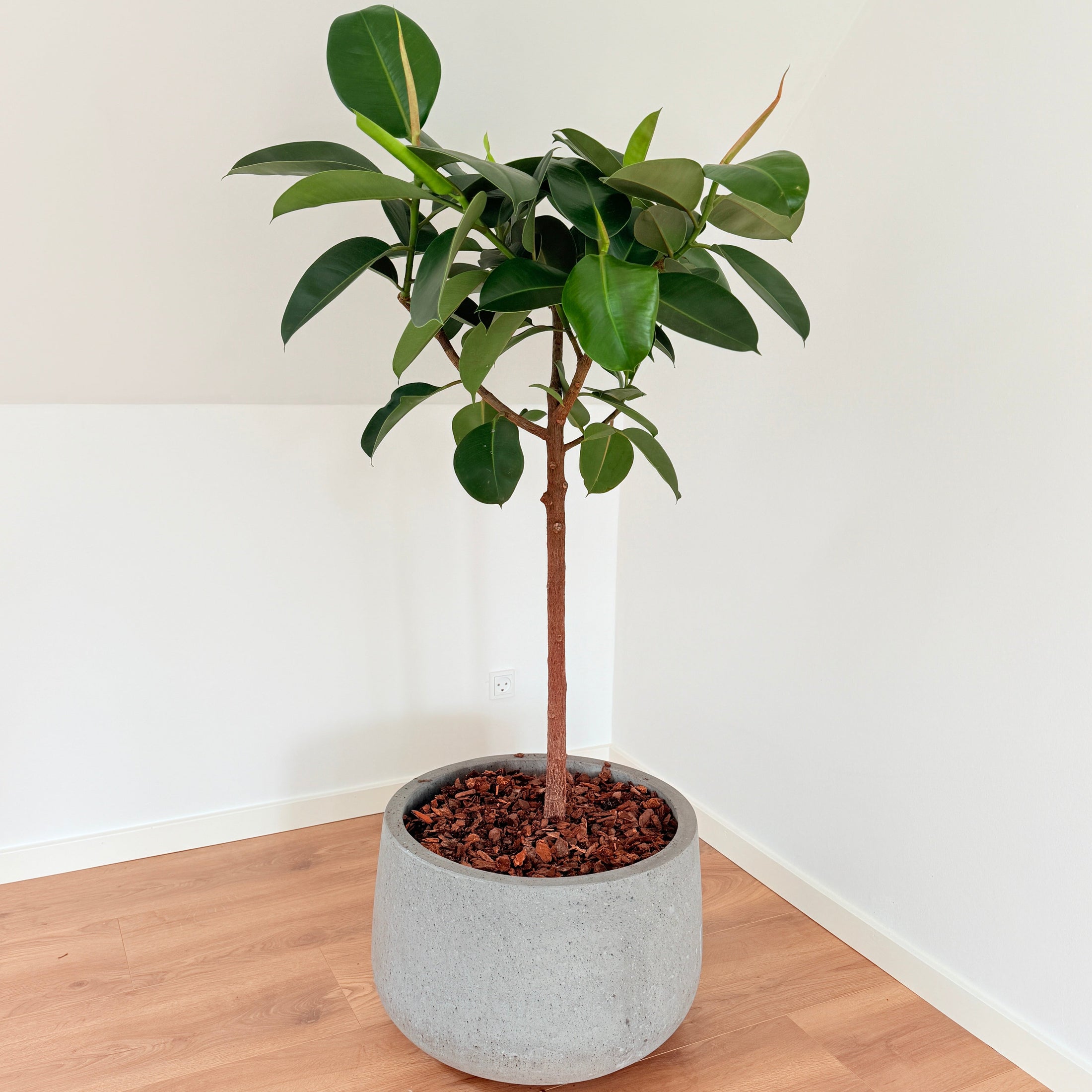 Second Hand Gummitræ – Ficus elastica 150 cm