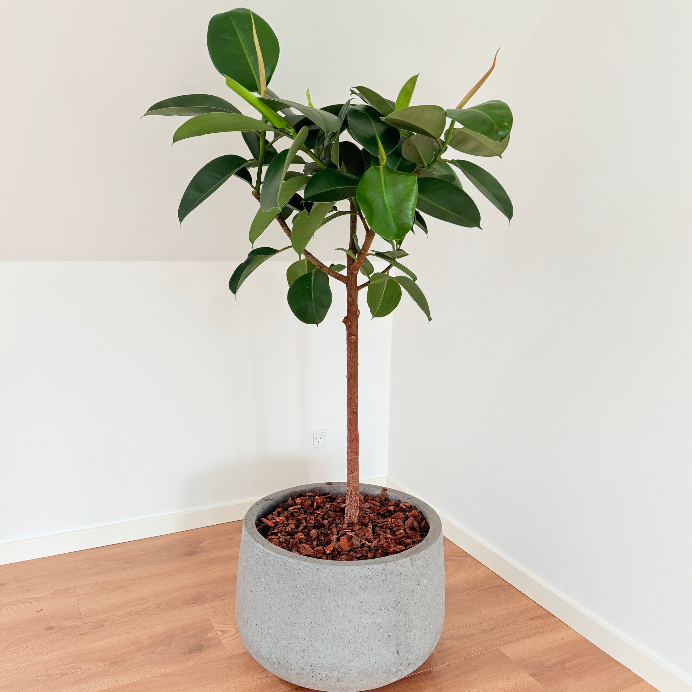 Second Hand Ficus elastica Robusta – Opstammet Gummitræ på 160 cm i Grå Krukke