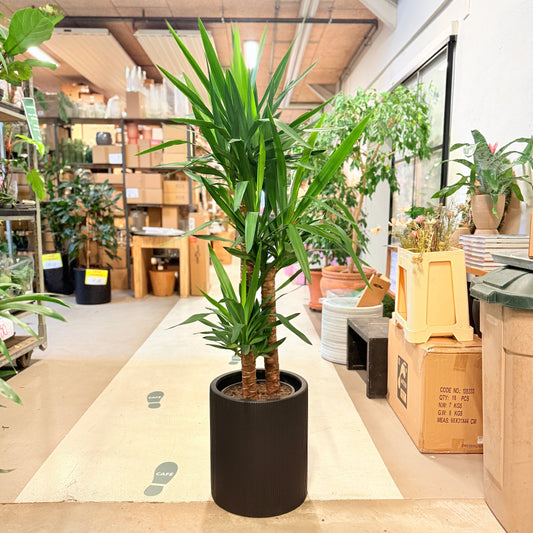 Yuccapalme (Yucca elephantipes) 160 cm – Second Hand Stueplante i Sort Krukke