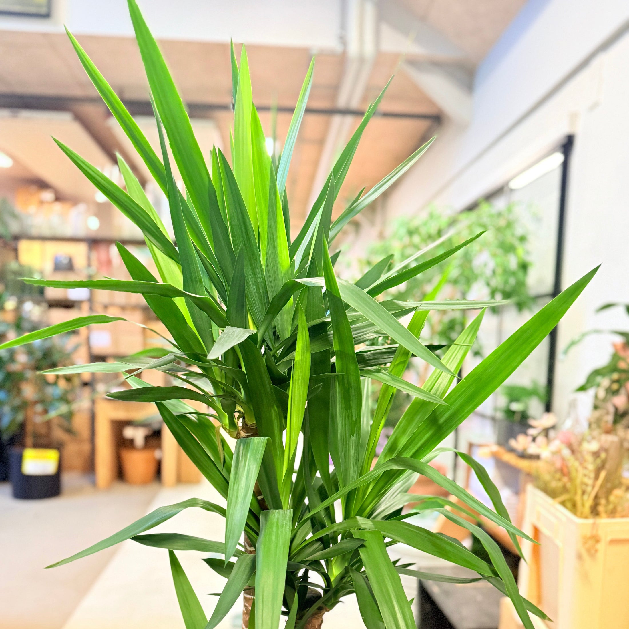 Yuccapalme (Yucca elephantipes) 160 cm – Second Hand Stueplante i Sort Krukke