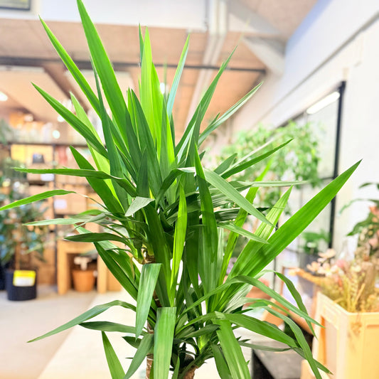 Yuccapalme (Yucca elephantipes) 160 cm – Second Hand Stueplante i Sort Krukke