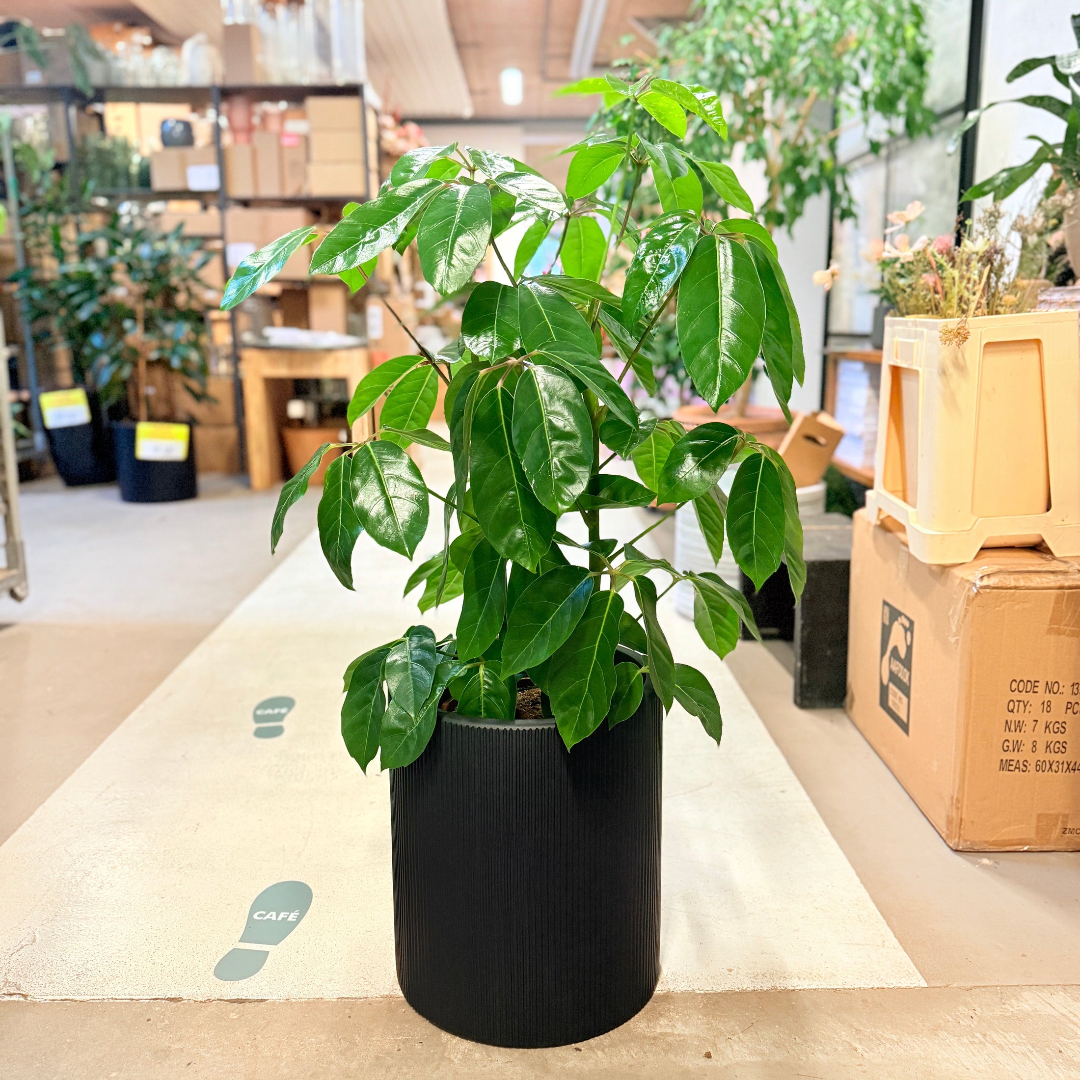 Paraplyplante (Schefflera arboricola) 120 cm – Second Hand Stueplante i Sort Krukke