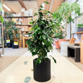 Indlæs billede i gallerivisning, Figenplante (Ficus benjamina) 100 cm – Second Hand Stueplante i Sort Krukke
