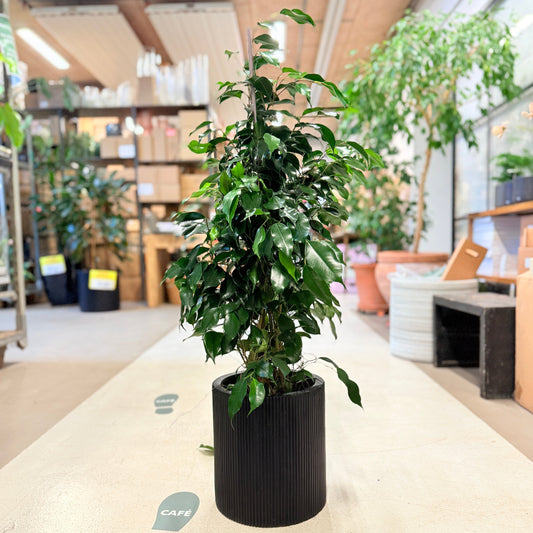 Figenplante (Ficus benjamina) 100 cm – Second Hand Stueplante i Sort Krukke