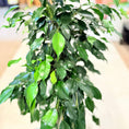 Indlæs billede i gallerivisning, Figenplante (Ficus benjamina) 100 cm – Second Hand Stueplante i Sort Krukke
