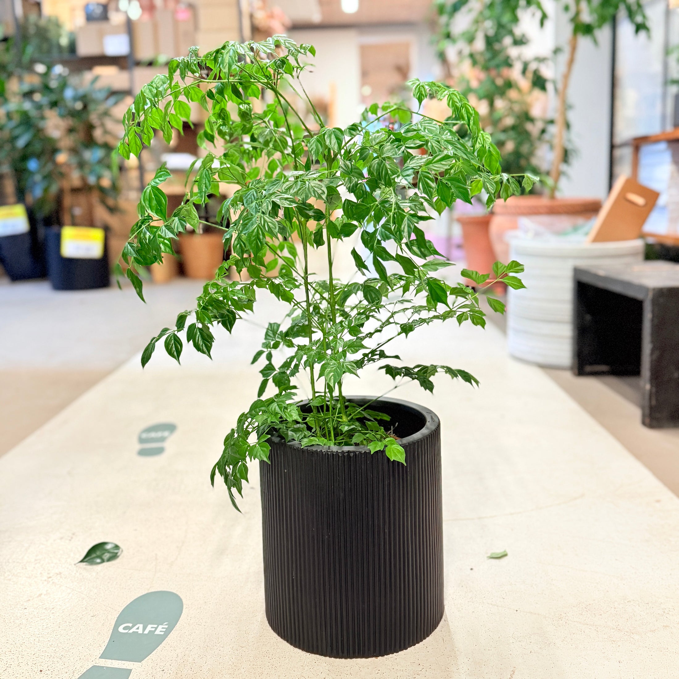 Stueask (Radermachera sinica) 75 cm – Second Hand Stueplante i Sort Krukke