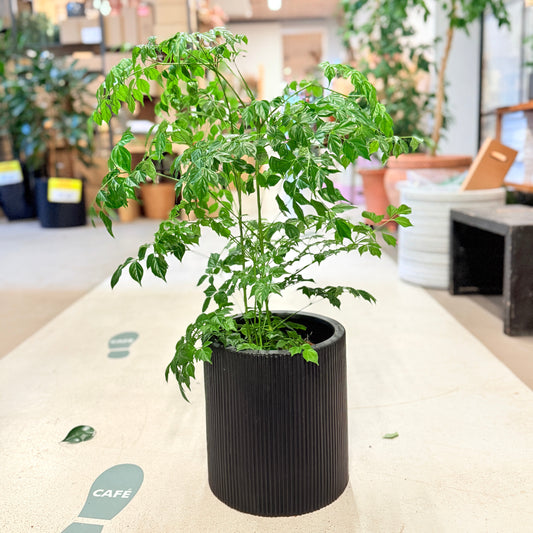 Stueask (Radermachera sinica) 75 cm – Second Hand Stueplante i Sort Krukke