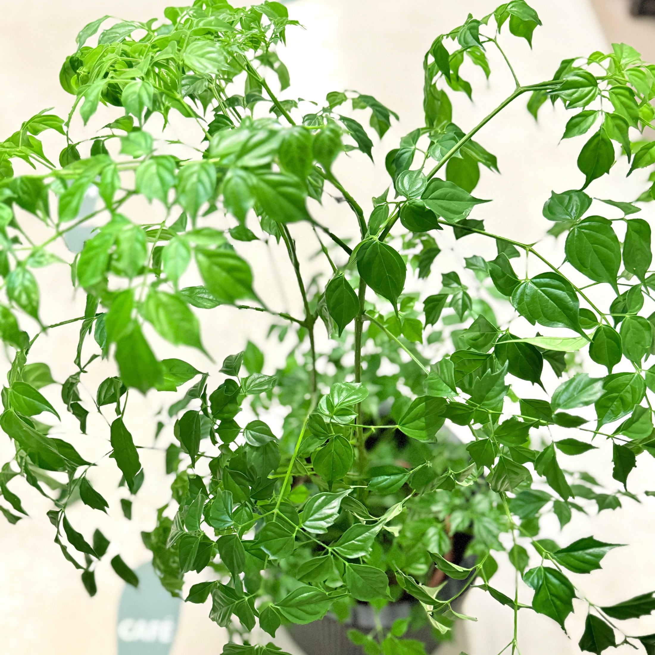 Stueask (Radermachera sinica) 75 cm – Second Hand Stueplante i Sort Krukke