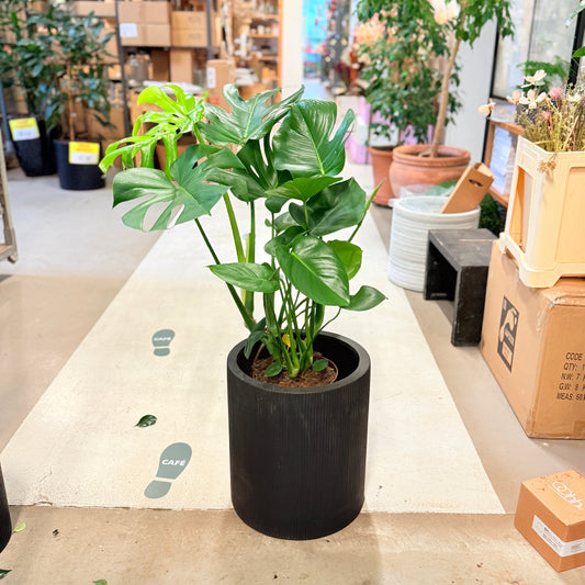 Monstera deliciosa 90 cm – Second Hand Stueplante i Sort Krukke