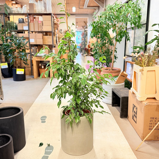 Ficus Benjamina 'Variegata' 150 cm – Broget Second Hand Stueplante i Cementkrukke