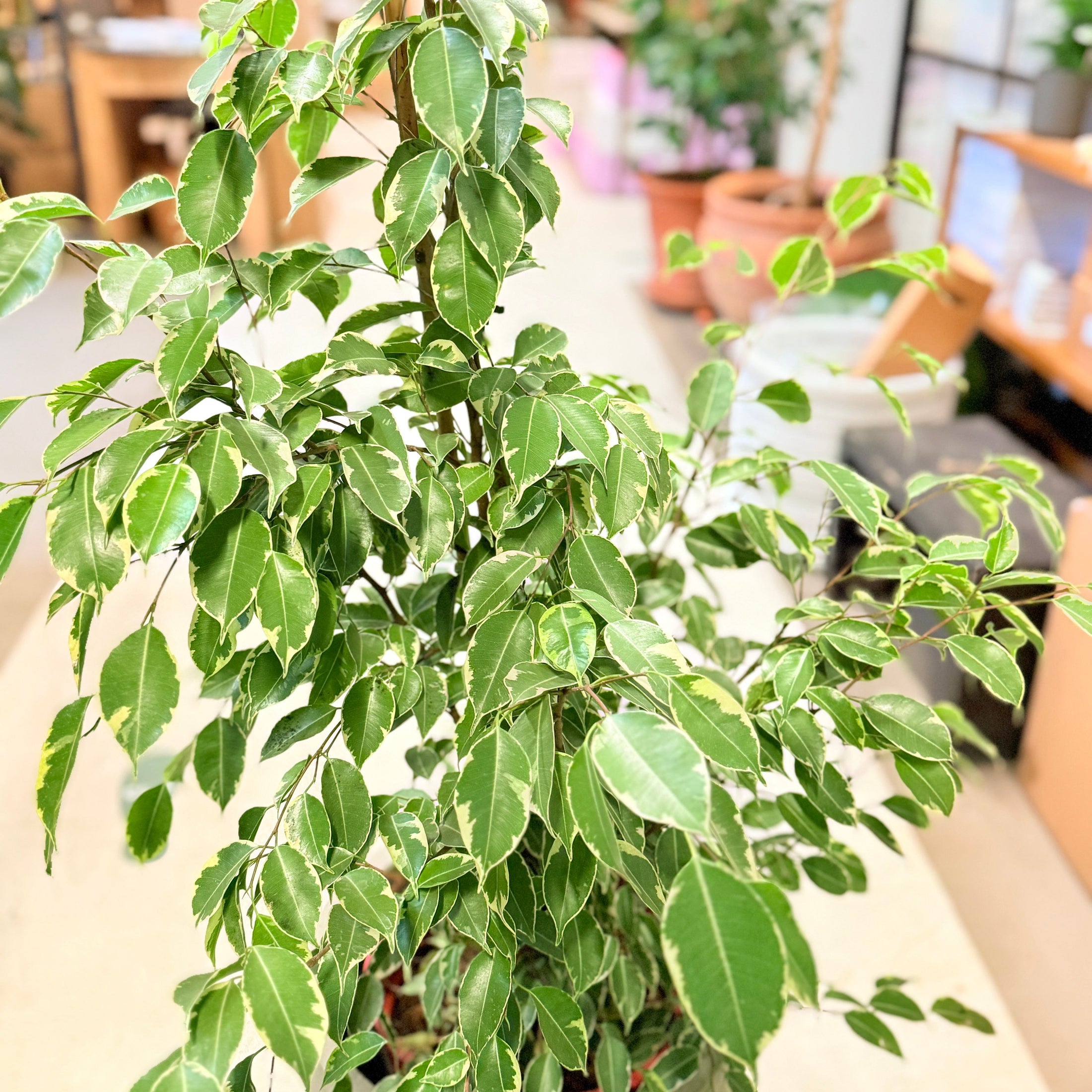 Ficus Benjamina 'Variegata' 150 cm – Broget Second Hand Stueplante i Cementkrukke