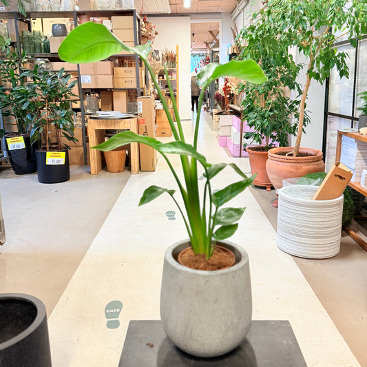 Strelitzia (Paradisfugleblomst) 100 cm – Second Hand Stueplante i Cementkrukke