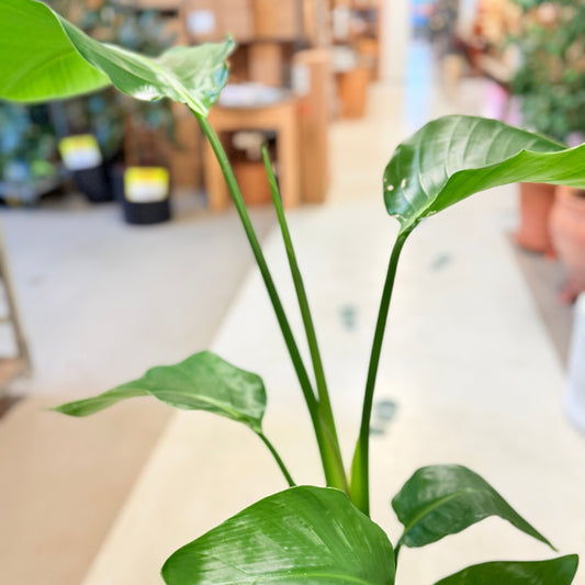 Strelitzia (Paradisfugleblomst) 100 cm – Second Hand Stueplante i Cementkrukke
