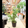 Indlæs billede i gallerivisning, Ficus Benjamina 'Variegata' 160 cm – Broget Second Hand Stueplante i Sort Krukke
