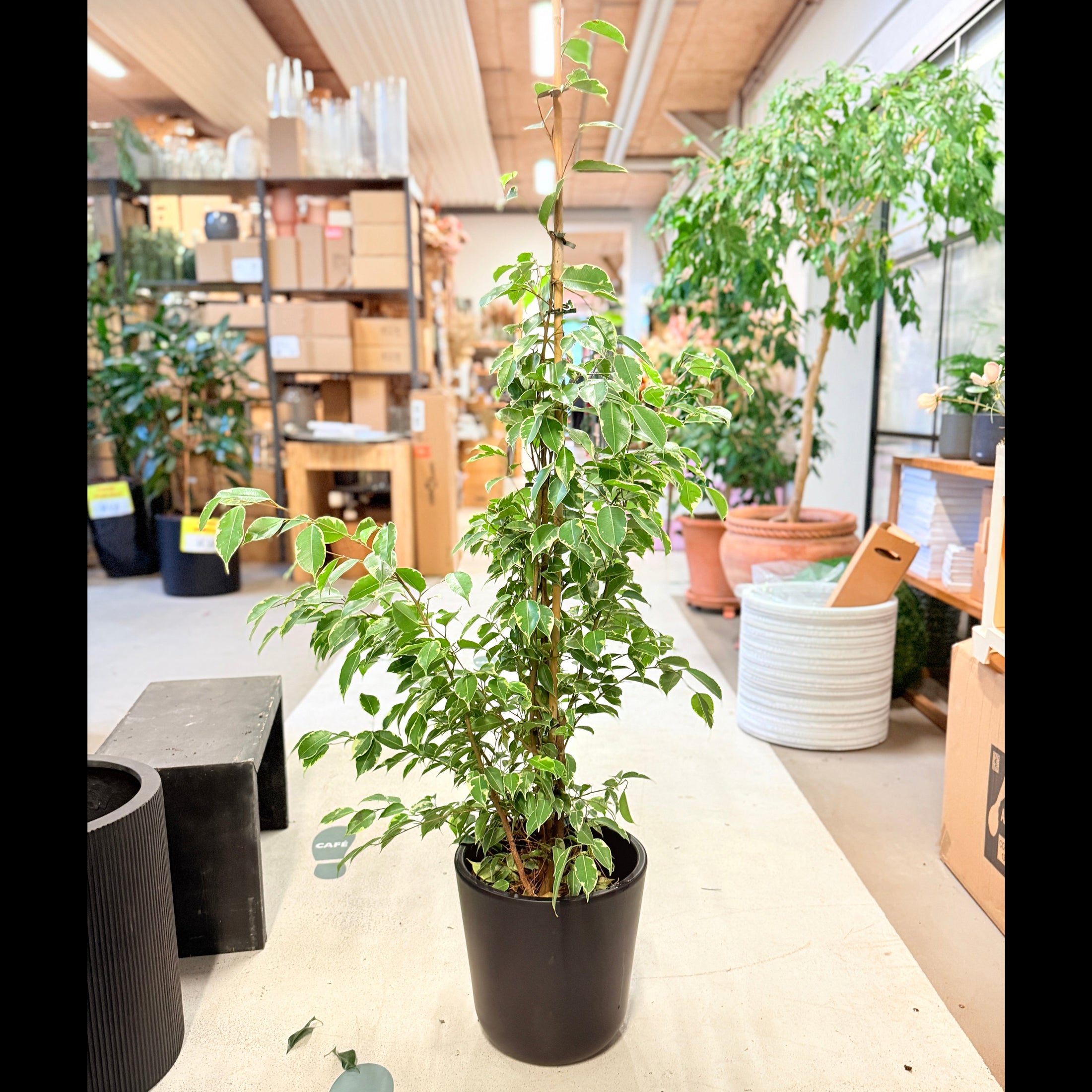 Ficus Benjamina 'Variegata' 160 cm – Broget Second Hand Stueplante i Sort Krukke