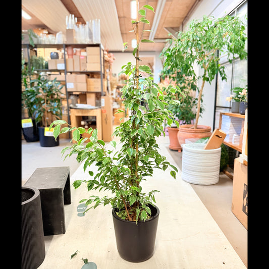 Ficus Benjamina 'Variegata' 160 cm – Broget Second Hand Stueplante i Sort Krukke