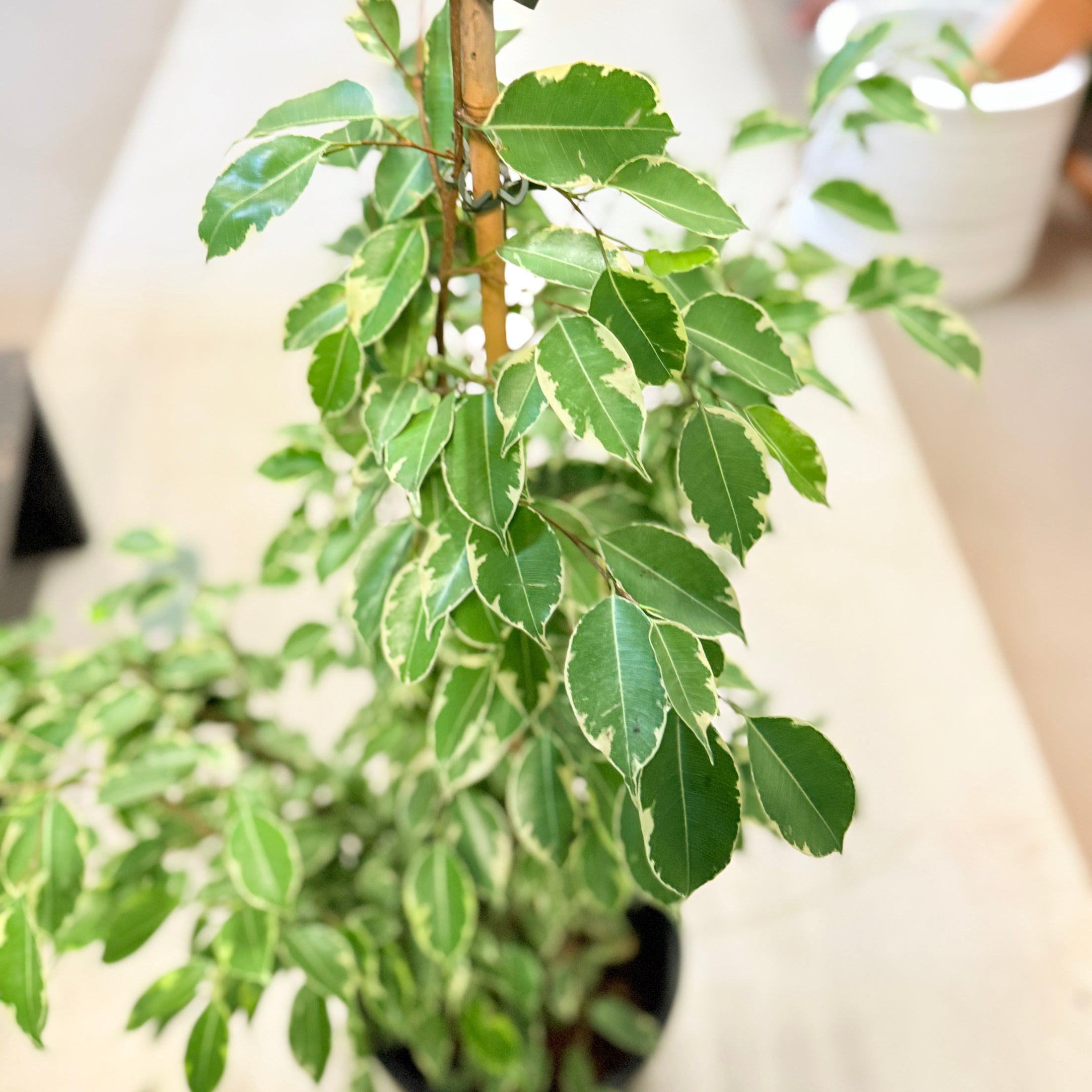 Ficus Benjamina 'Variegata' 160 cm – Broget Second Hand Stueplante i Sort Krukke