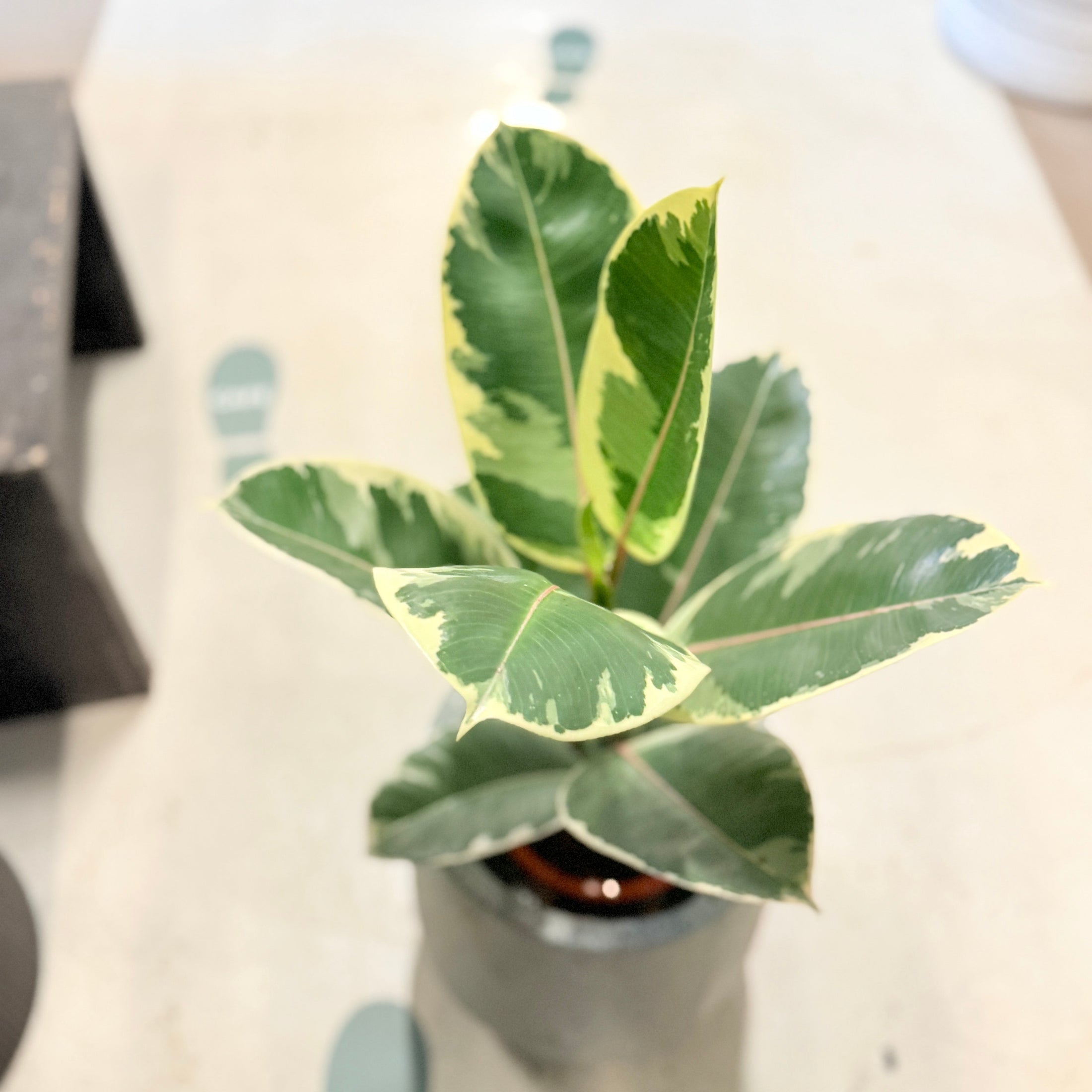 Gummifigen (Ficus elastica 'Tineke') 70 cm – Broget Second Hand Stueplante i Cementkrukke
