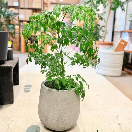 Stueask (Radermachera sinica) 80 cm – Second Hand Stueplante i Cementkrukke