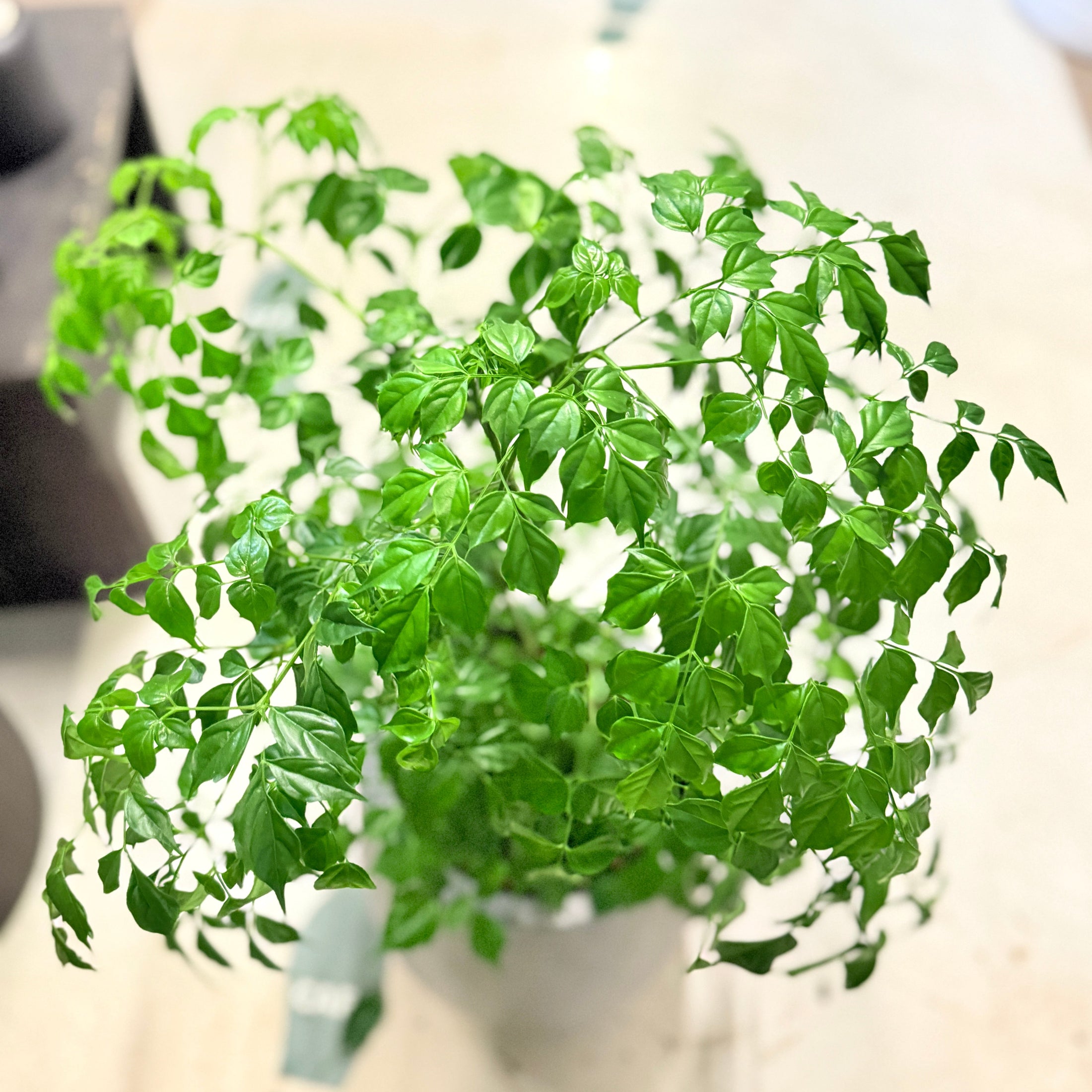 Stueask (Radermachera sinica) 80 cm – Second Hand Stueplante i Cementkrukke