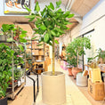 Indlæs billede i gallerivisning, Ficus benghalensis (Ficus Audrey) 250 cm – XL Second Hand Stueplante i Cementkrukke
