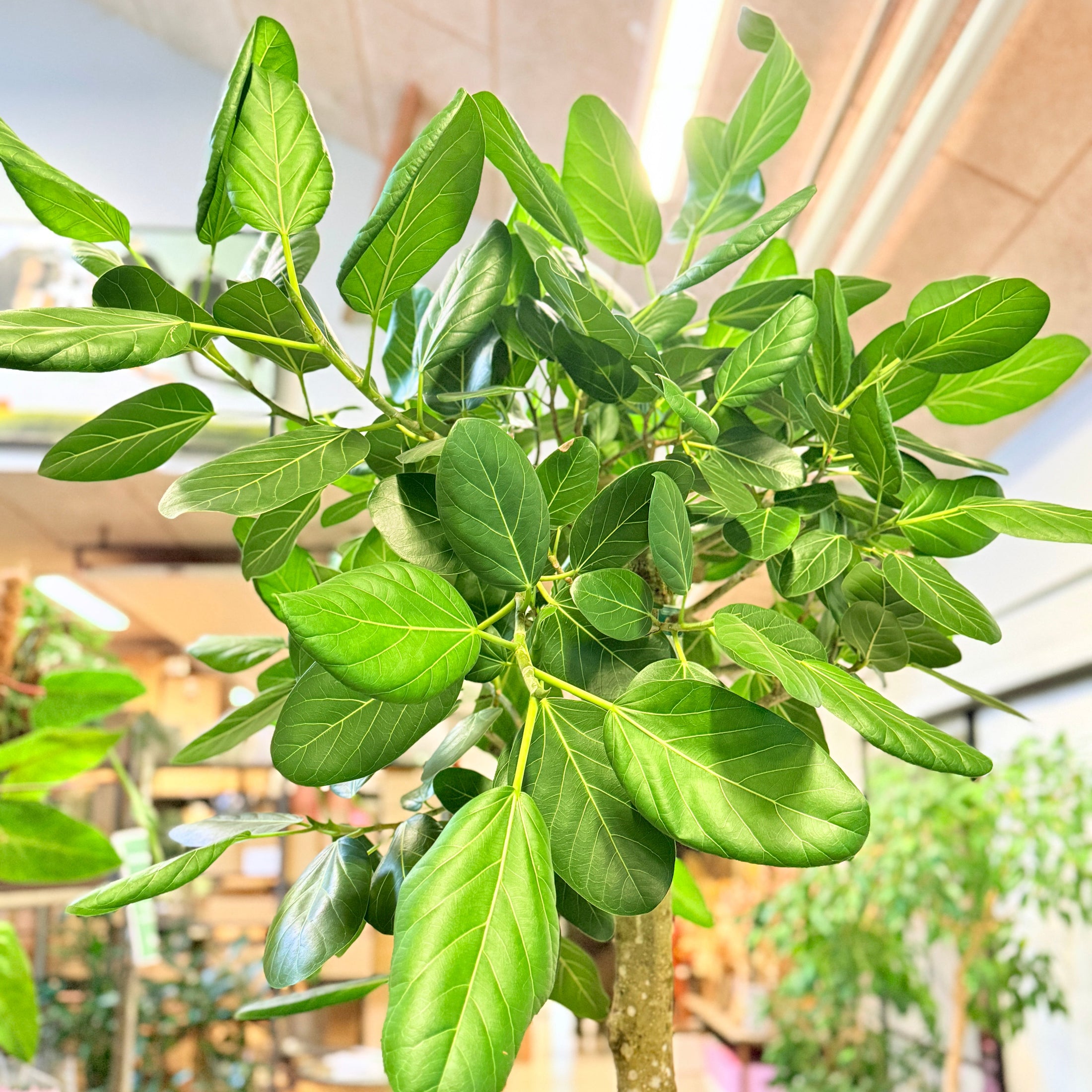 Ficus benghalensis (Ficus Audrey) 250 cm – XL Second Hand Stueplante i Cementkrukke