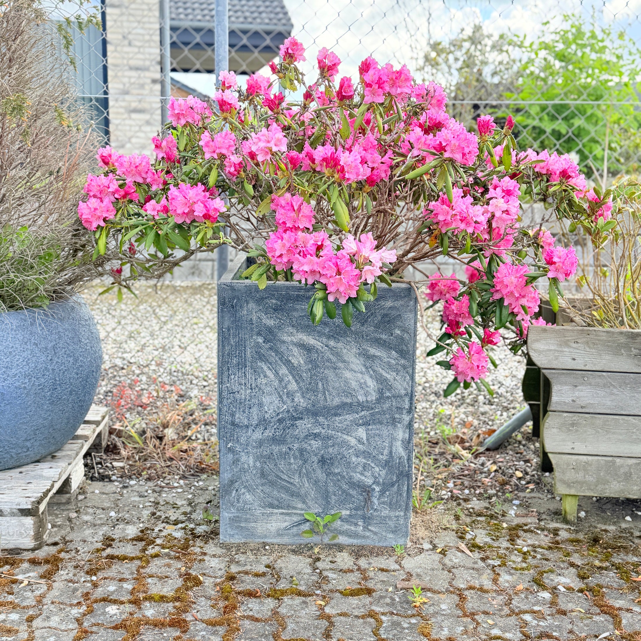 Second Hand Rhododendron – Fyldt med Farve og Karakter i Mørk Krukke fra Århus