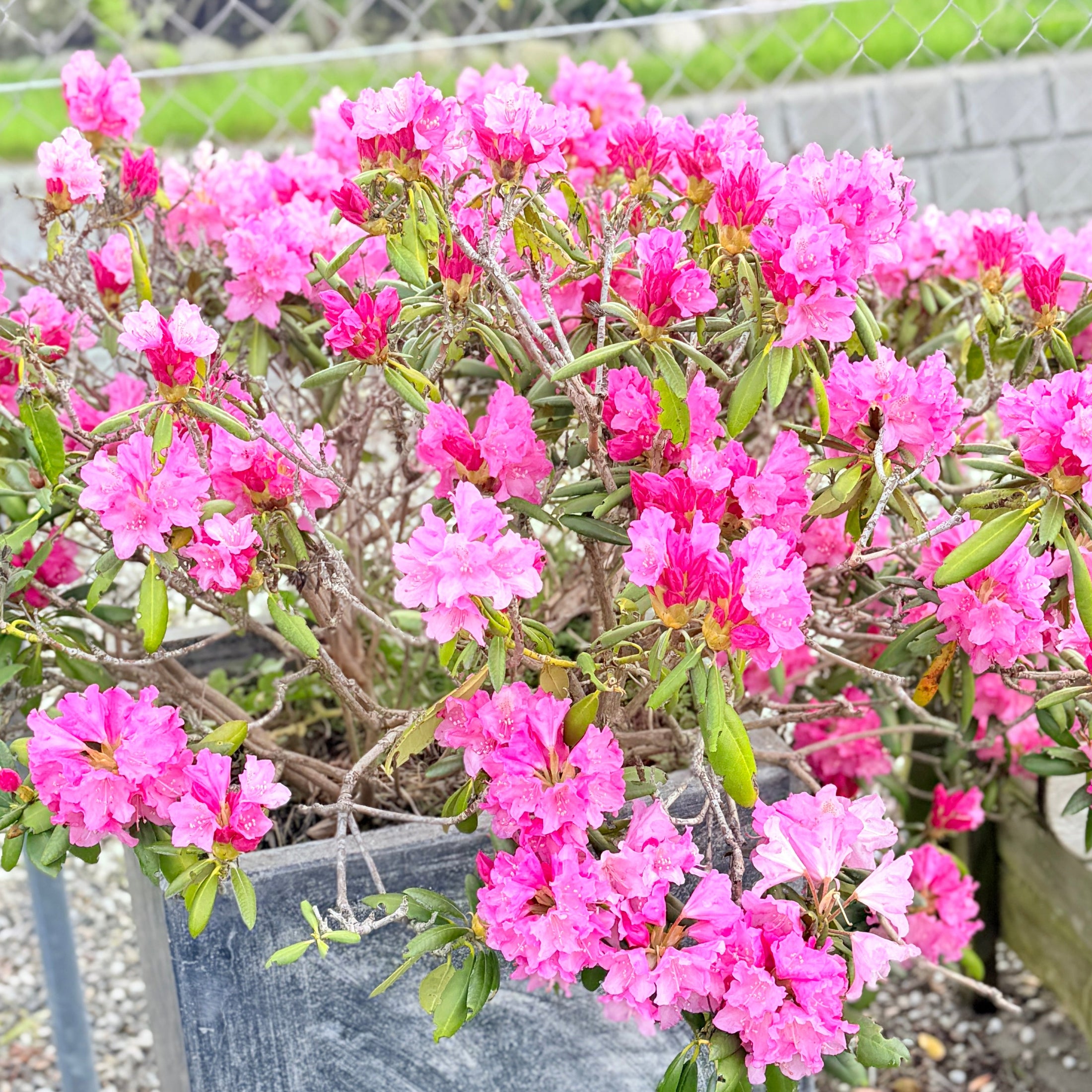 Second Hand Rhododendron – Fyldt med Farve og Karakter i Mørk Krukke fra Århus