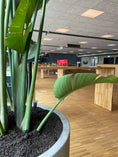 Indlæs billede i gallerivisning, CEMENT Krukke Ø90 x H80 cm – Stor, frostsikker betonkrukke til træer og store planter, perfekt til moderne indretning.
