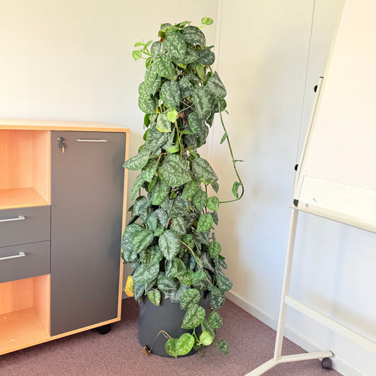 Scindapsus Pictus 200 cm Second Hand – Sølvblad Klatreplante