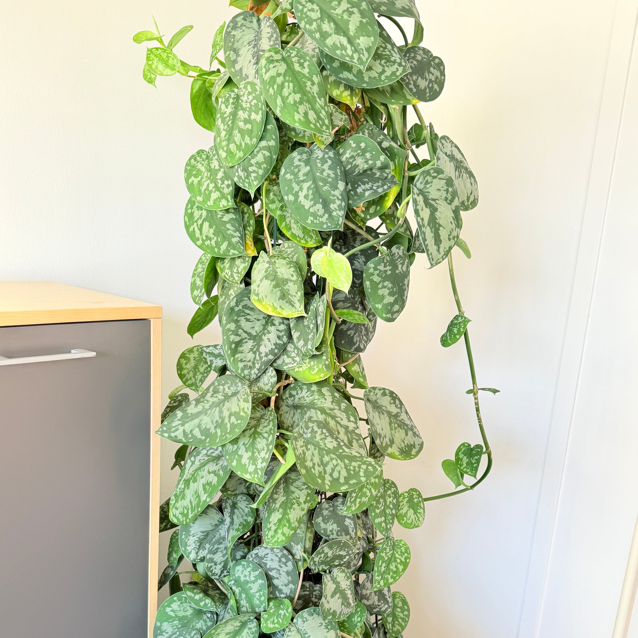 Scindapsus Pictus 200 cm Second Hand – Sølvblad Klatreplante