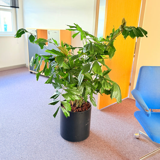 Fiskepalme (Caryota Mitis) 120-130 cm Second Hand