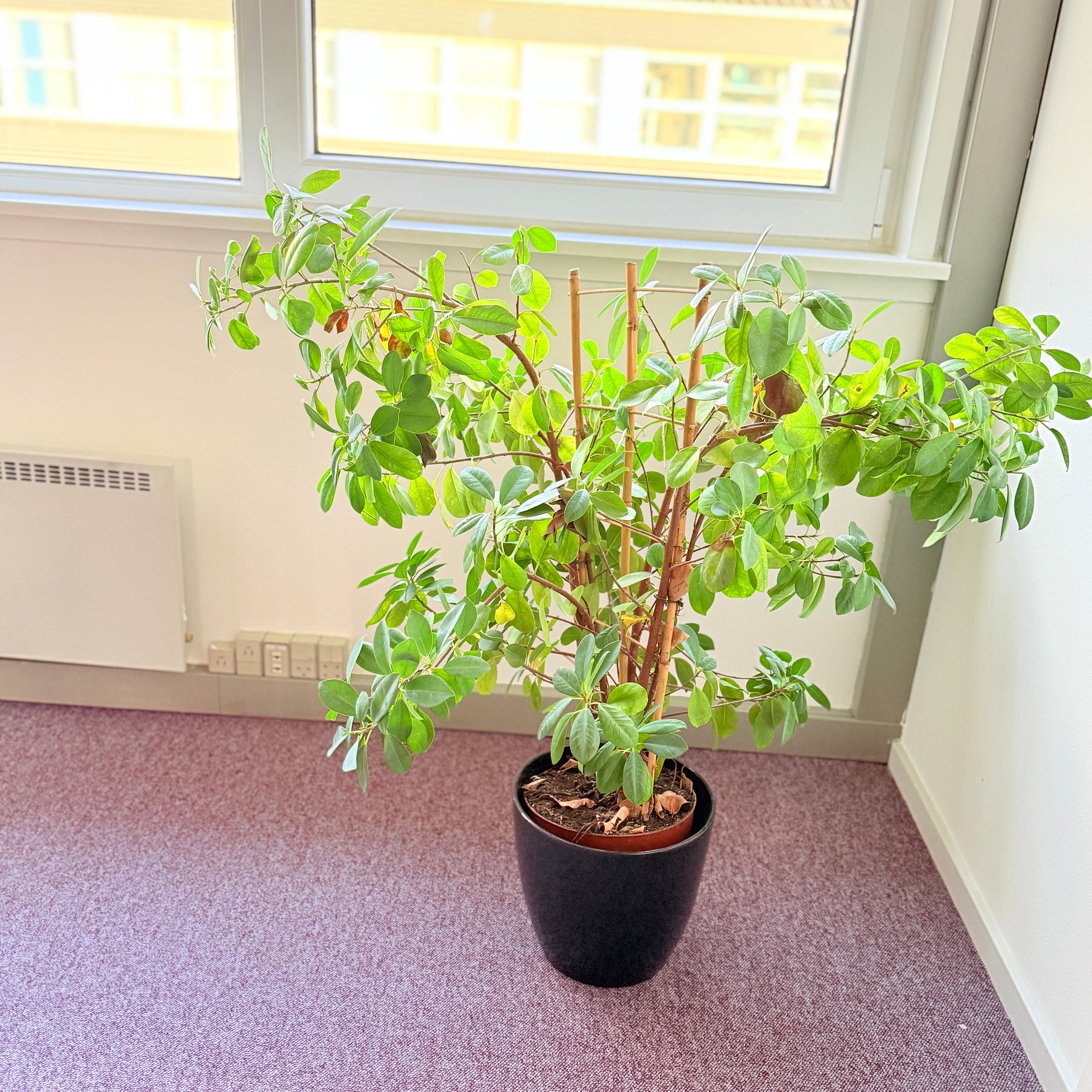 Stuefigen (Ficus Microcarpa) 130 cm Second Hand