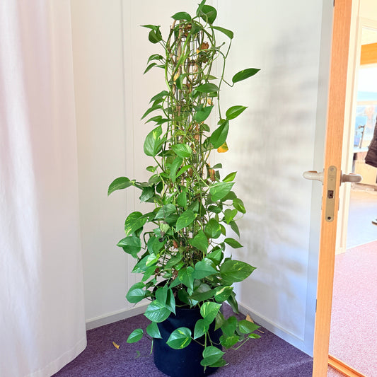 Guldranke (Epipremnum Aureum) 180 cm Second Hand