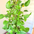 Indlæs billede i gallerivisning, Guldranke (Epipremnum Aureum) 180 cm Second Hand
