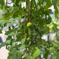 Indlæs billede i gallerivisning, Kæmpe Tomatplante – Stor Cherry Tomatplante med Tomater (ca. 200 cm)
