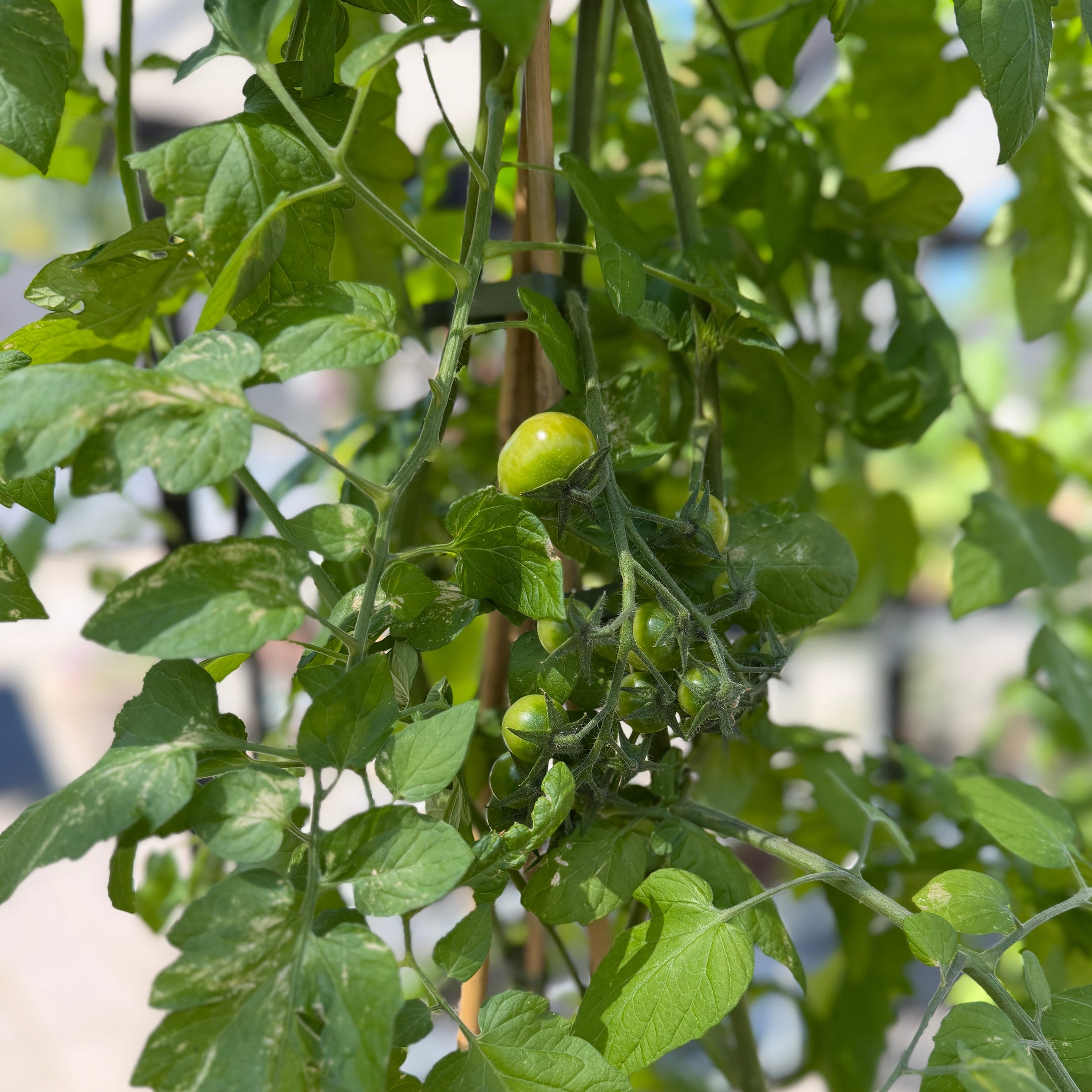 Kæmpe Tomatplante – Stor Cherry Tomatplante med Tomater (ca. 200 cm)