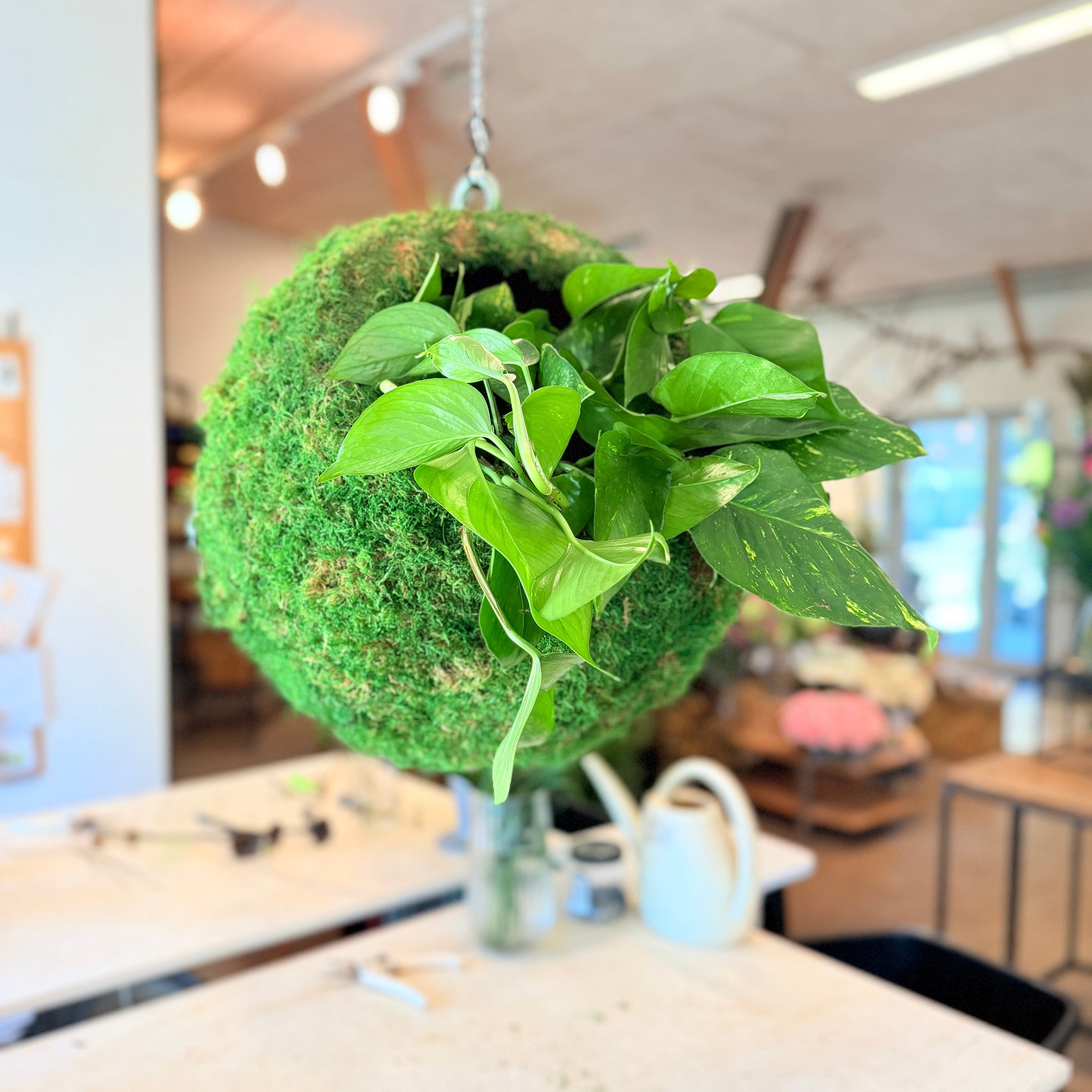 Hængende Moskugle med Epipremnum – Ø45 cm fra Århus