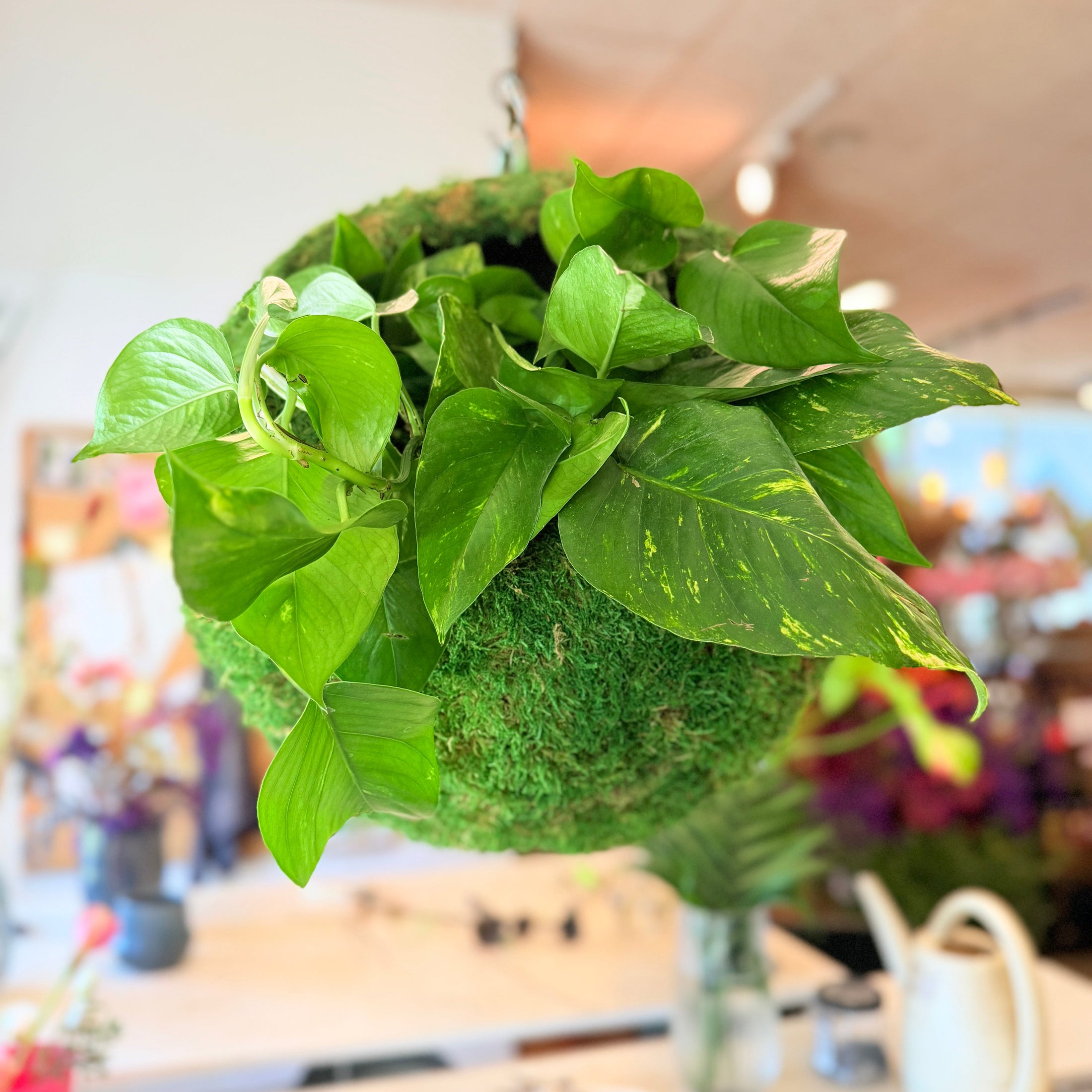 Hængende Moskugle med Epipremnum – Ø45 cm fra Århus