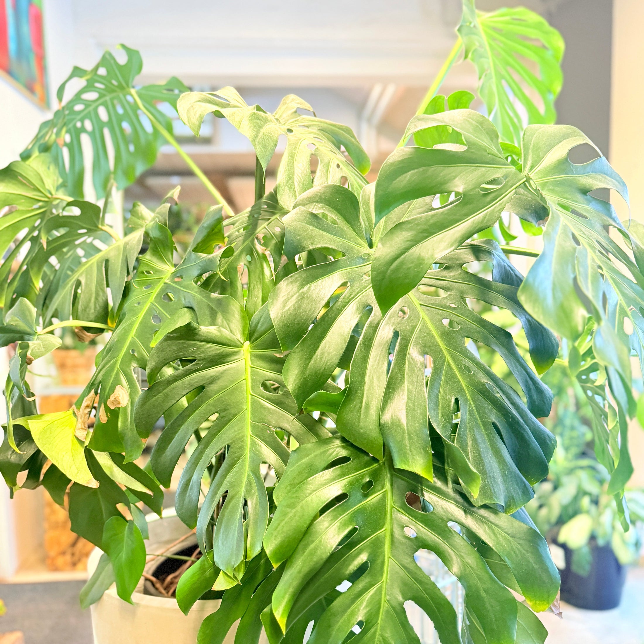 Second Hand Monstera – Tropisk XL Plante med Skulpturelle Blade