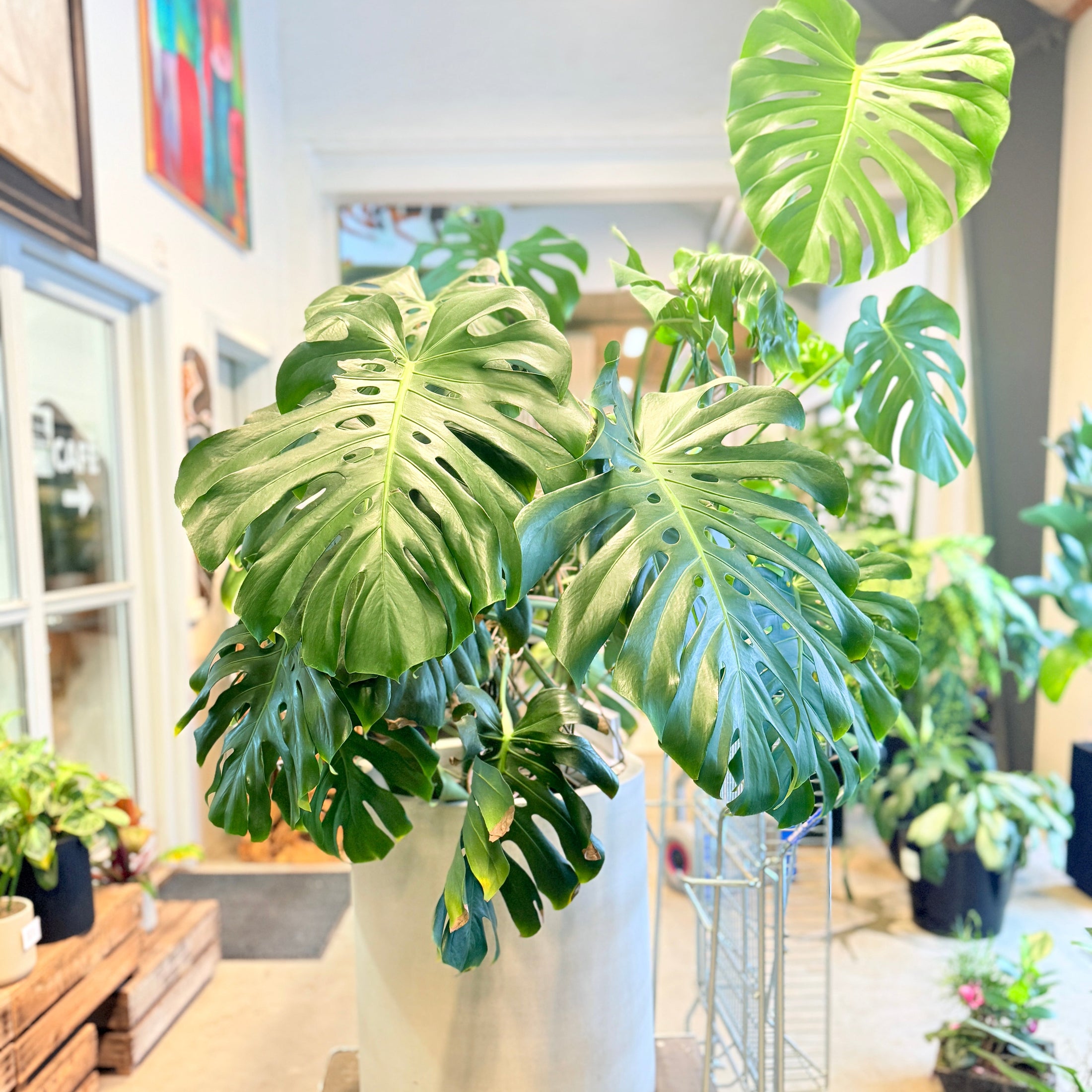 Second Hand Monstera – Tropisk XL Plante med Skulpturelle Blade