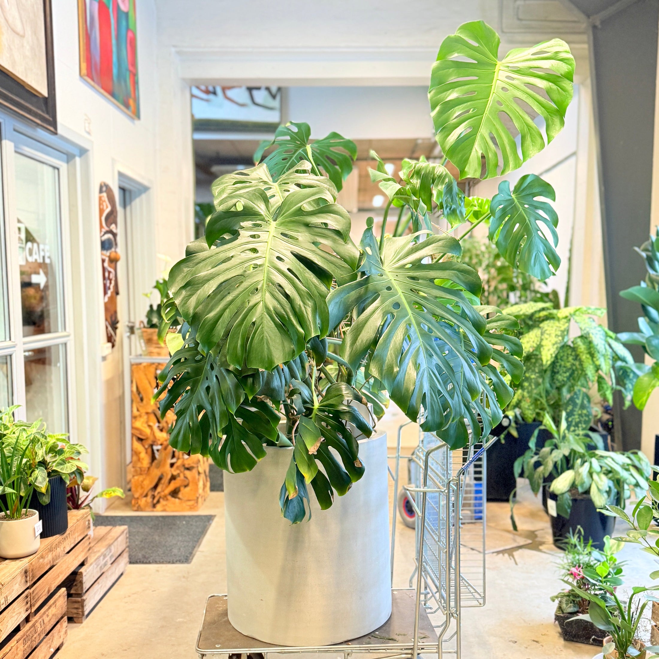 Second Hand Monstera – Tropisk XL Plante med Skulpturelle Blade