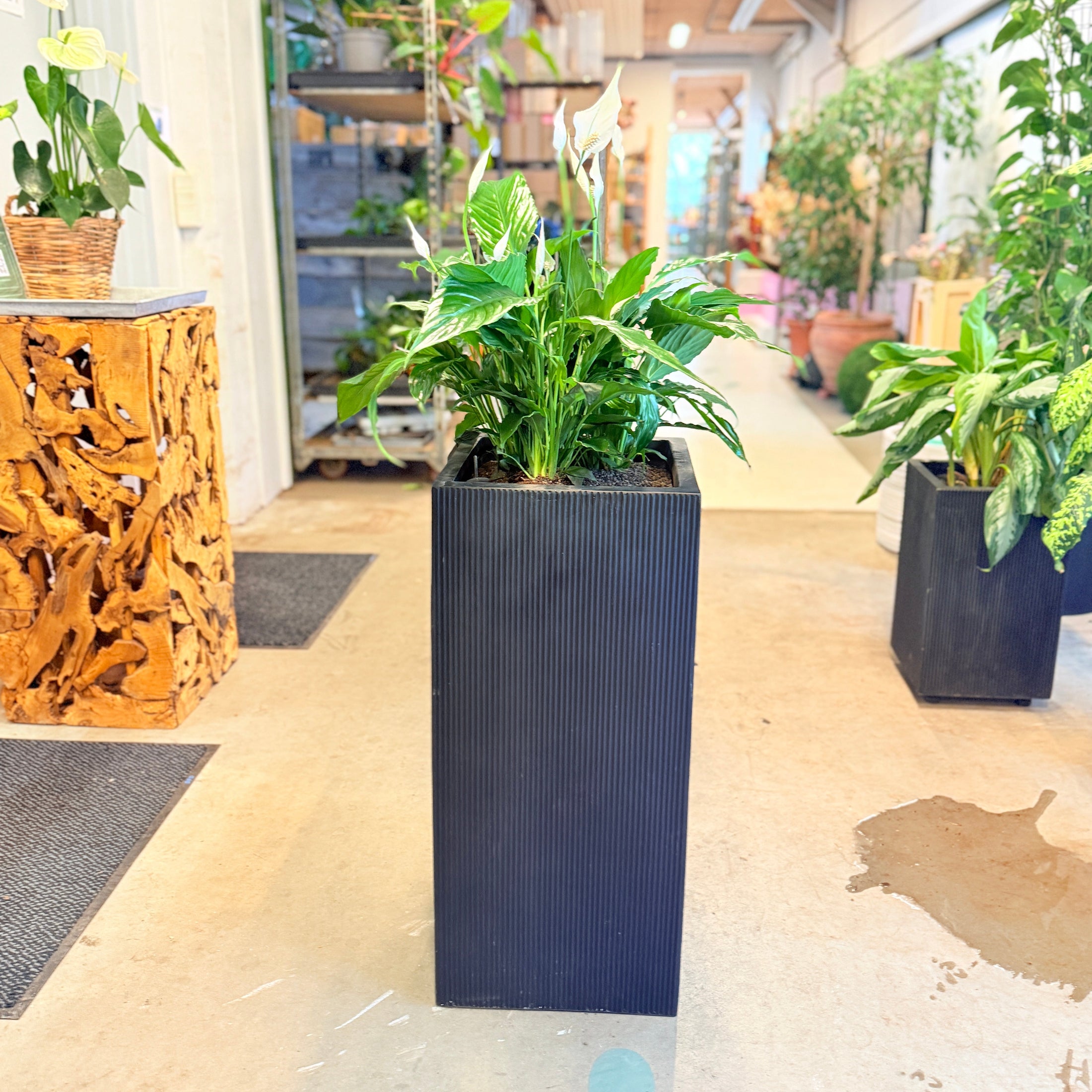 Second Hand Fredslilje – Elegant Grøn Plante med Hvide Blomster