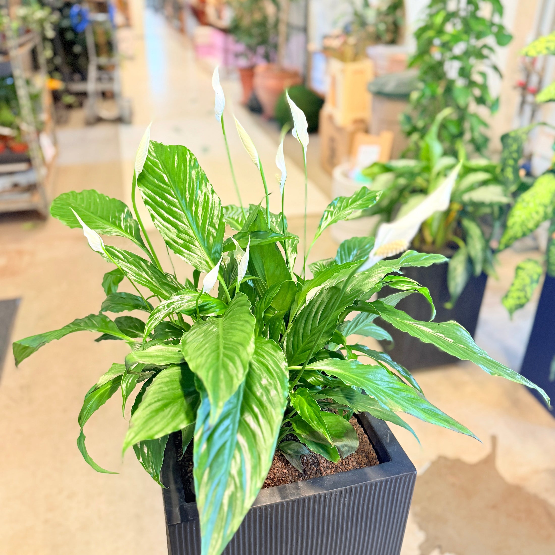 Second Hand Fredslilje – Elegant Grøn Plante med Hvide Blomster