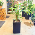 Indlæs billede i gallerivisning, Philodendron (Burle Marx) – 120 cm høj Second Hand plante i sort krukke
