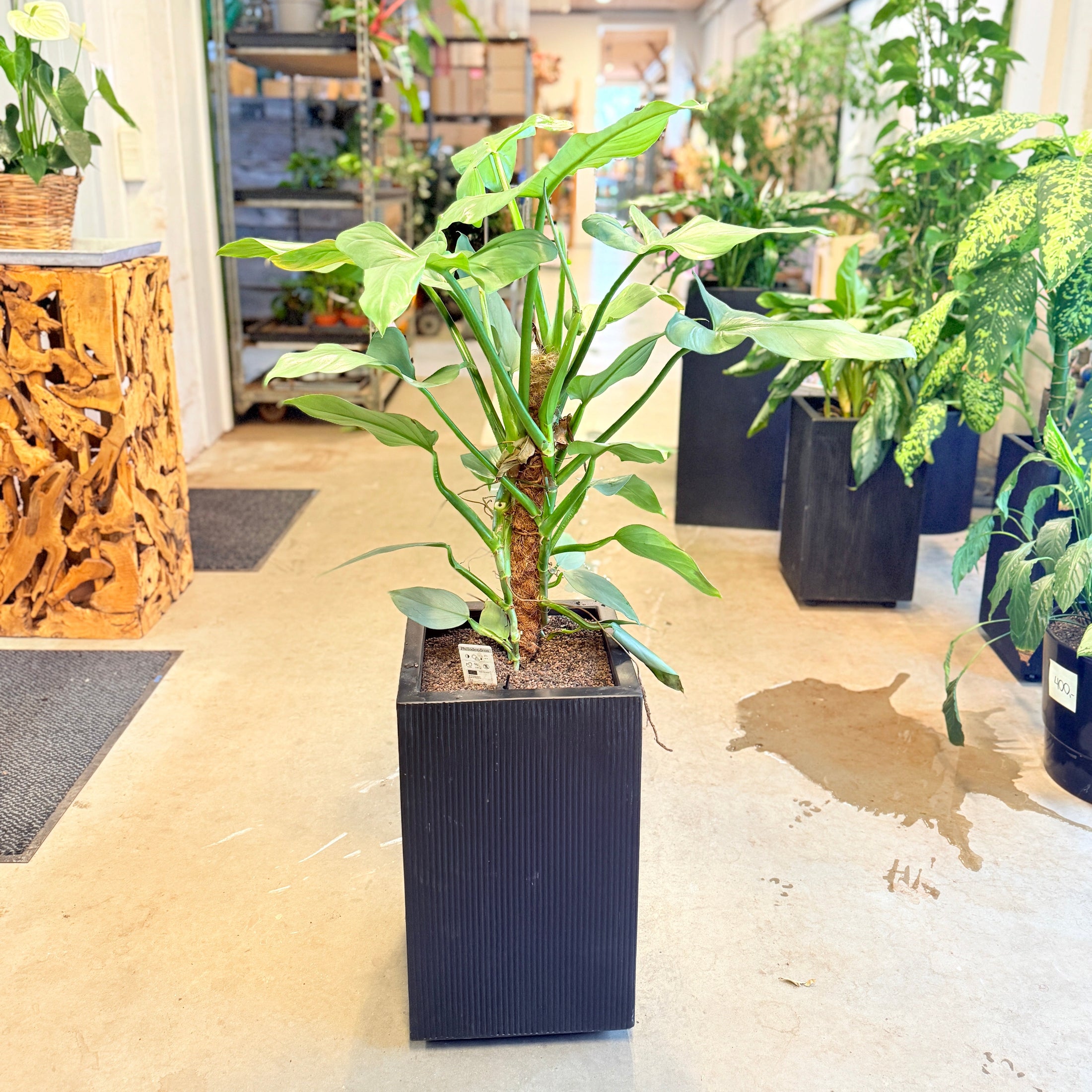 Philodendron (Burle Marx) – 120 cm høj Second Hand plante i sort krukke