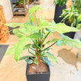 Indlæs billede i gallerivisning, Philodendron (Burle Marx) – 120 cm høj Second Hand plante i sort krukke
